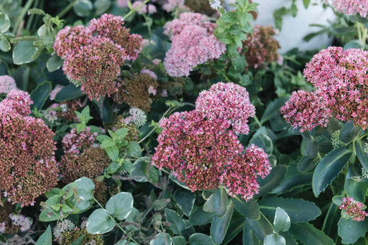 Sedum Spectabile 'autumn Fire' - View 26 from www redcrocus com