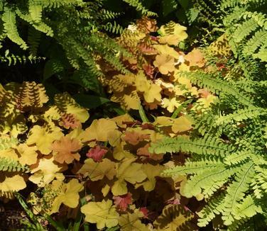 Heuchera X Villosa 'caramel' - View 27 from www redcrocus com