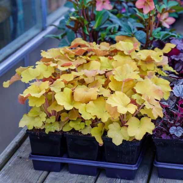 Heuchera X Villosa 'caramel' - View 34 from www redcrocus com