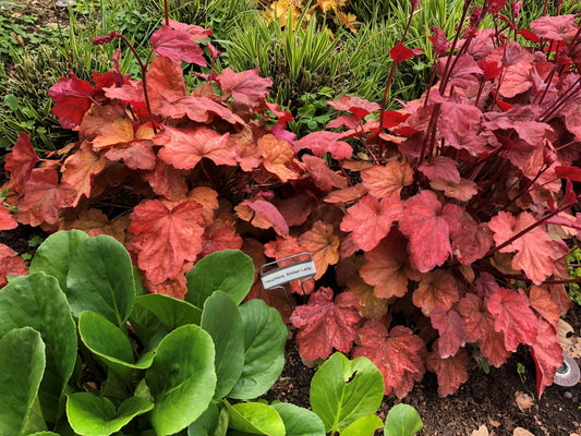 Heuchera 'heureka Amber Lady' - View 2 from www redcrocus com