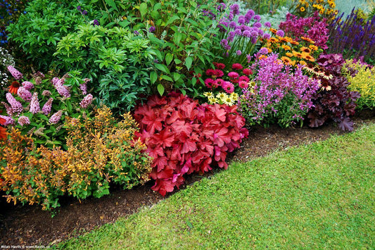 Heuchera 'heureka Royal Ruby' - View 27 from www redcrocus com