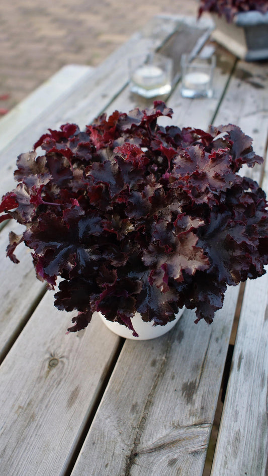 Heuchera 'indian Summer Mulberry' - View 3 from www redcrocus com