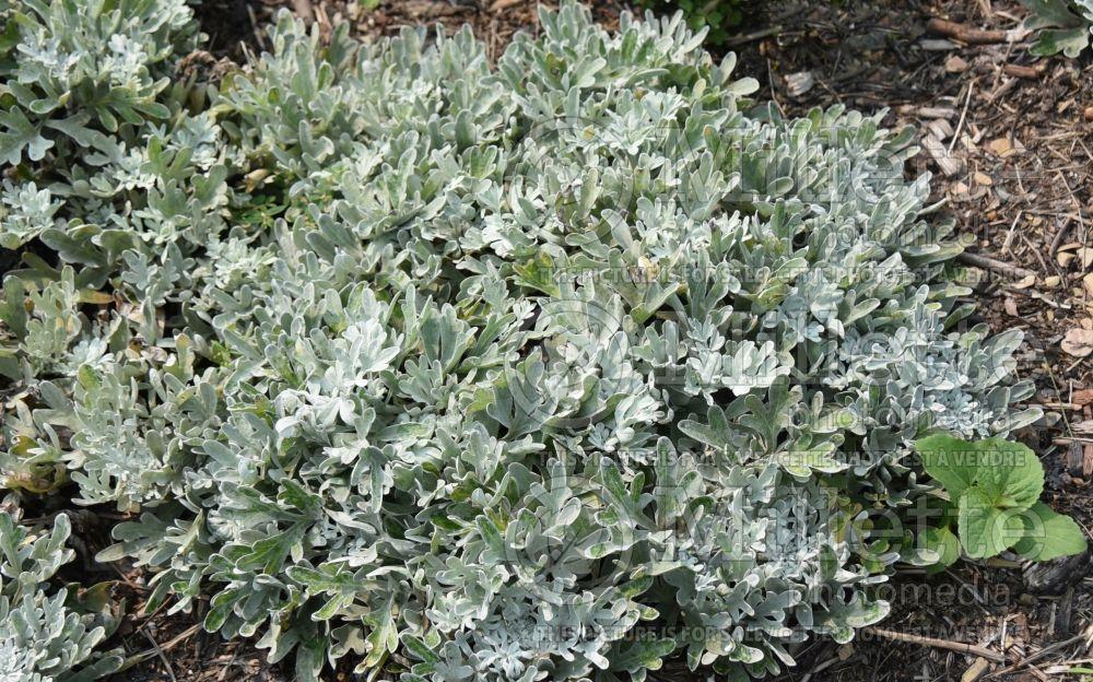 Artemisia 'sea Salt' - View 10 from www redcrocus com