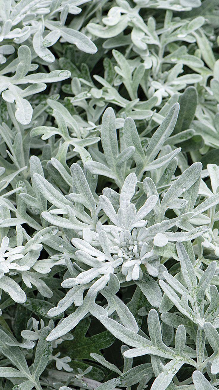 Artemisia 'sea Salt' - View 14 from www redcrocus com
