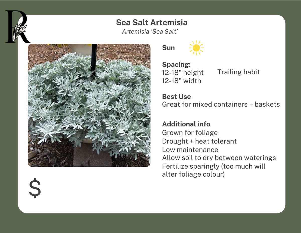 Artemisia 'sea Salt' - View 15 from www redcrocus com