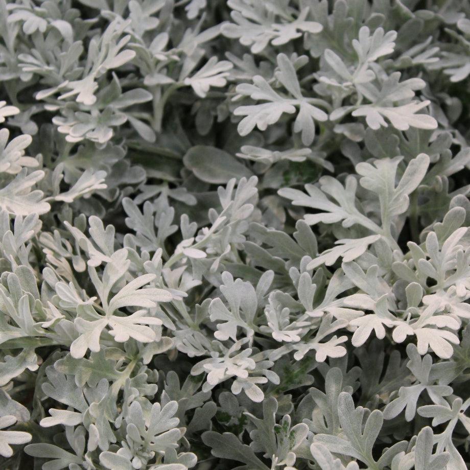 Artemisia 'sea Salt' - View 18 from www redcrocus com