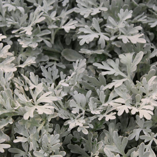 Artemisia 'sea Salt' - View 18 from www redcrocus com