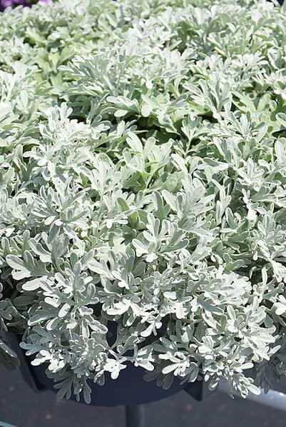 Artemisia 'sea Salt' - View 19 from www redcrocus com