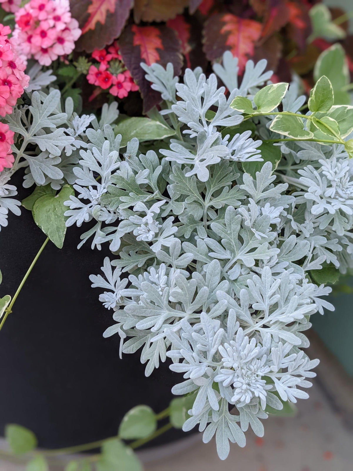Artemisia 'sea Salt' - View 20 from www redcrocus com