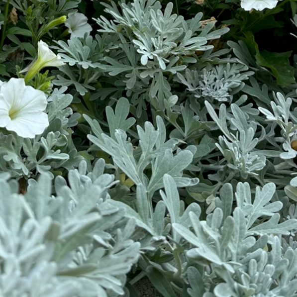 Artemisia 'sea Salt' - View 23 from www redcrocus com