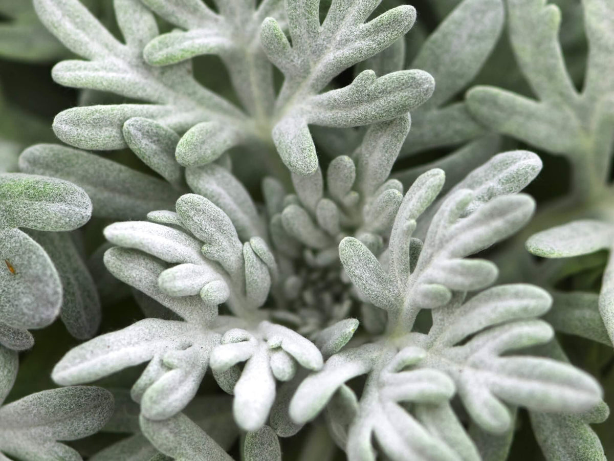 Artemisia 'sea Salt' - View 24 from www redcrocus com