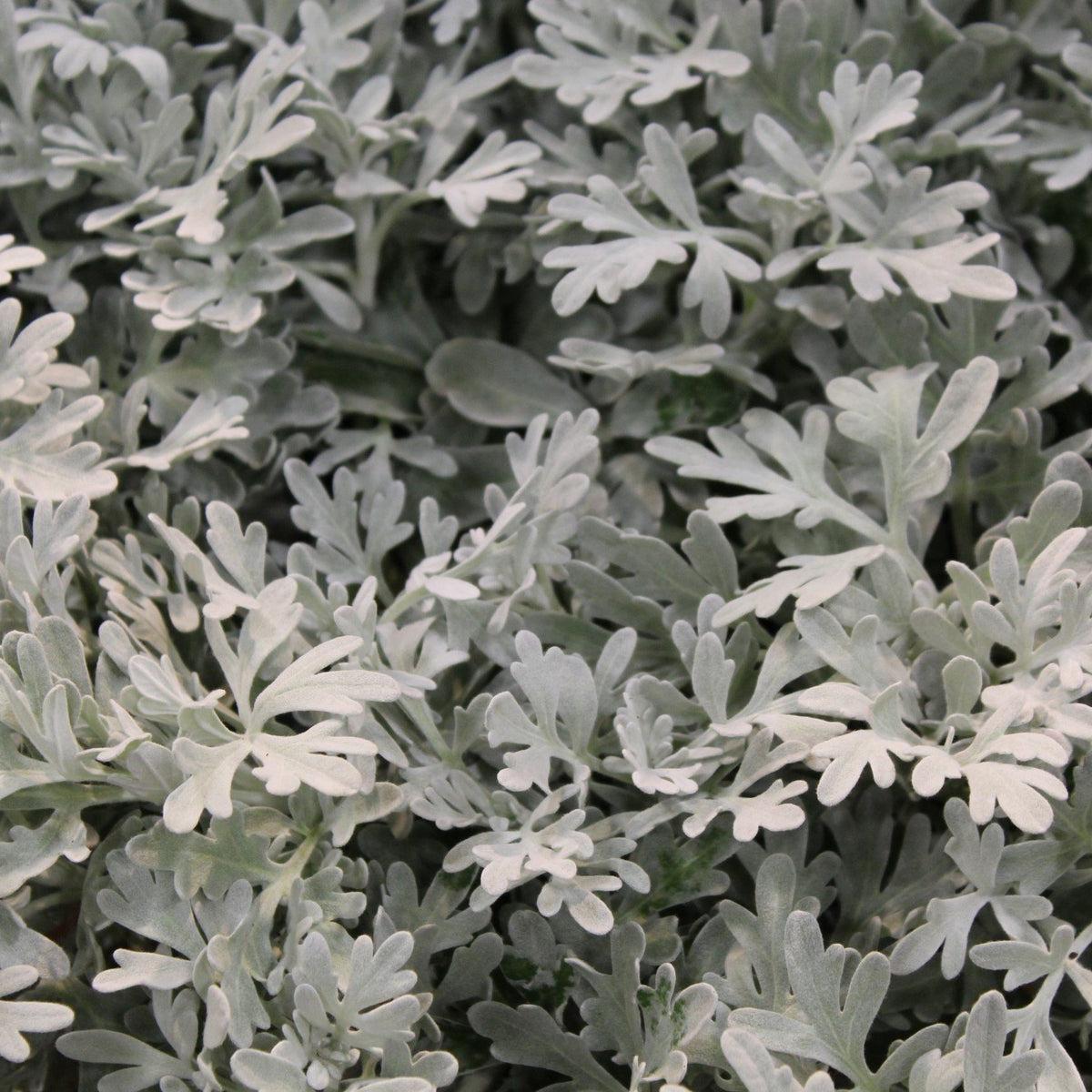 Artemisia 'sea Salt' - View 26 from www redcrocus com