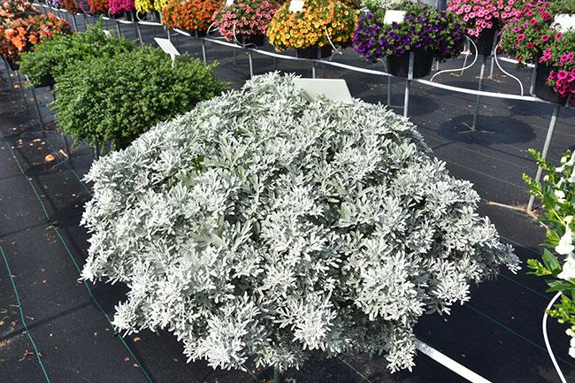 Artemisia 'sea Salt' - View 27 from www redcrocus com