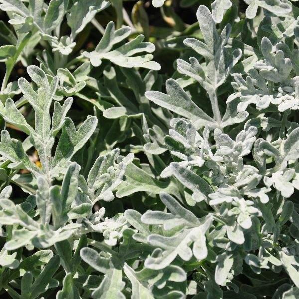 Artemisia 'sea Salt' - View 2 from www redcrocus com