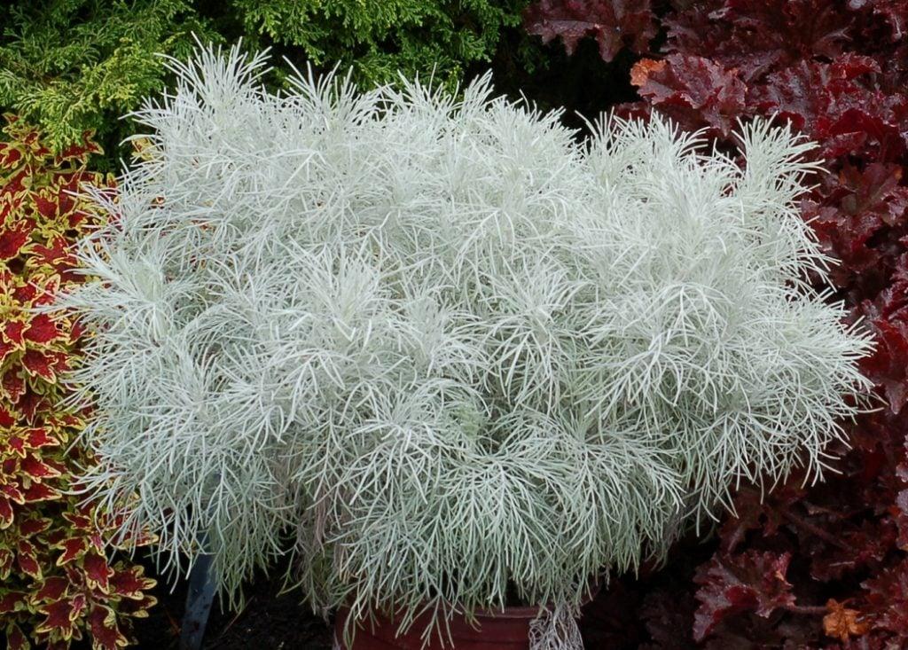 Artemisia 'sea Salt' - View 30 from www redcrocus com
