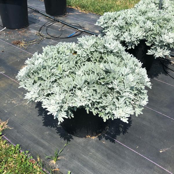 Artemisia 'sea Salt' - View 4 from www redcrocus com