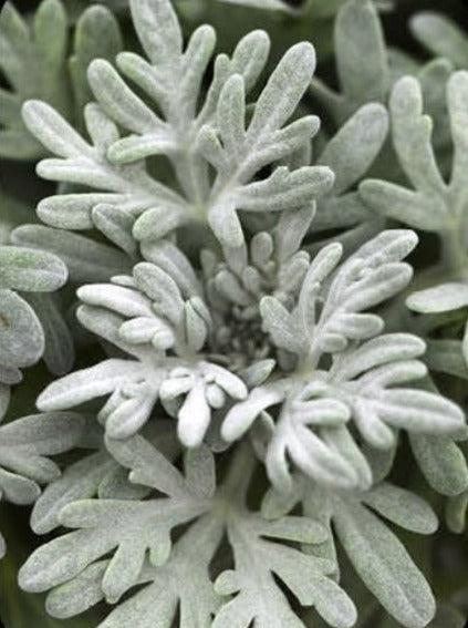 Artemisia 'sea Salt' - View 5 from www redcrocus com