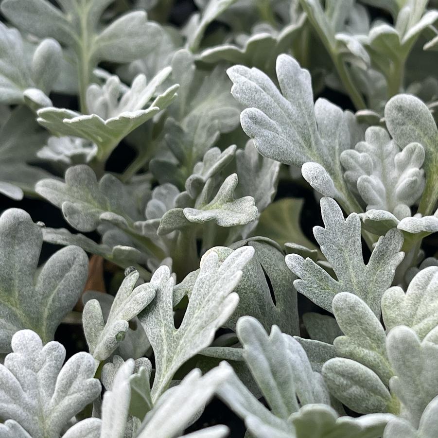 Artemisia 'sea Salt' - View 8 from www redcrocus com