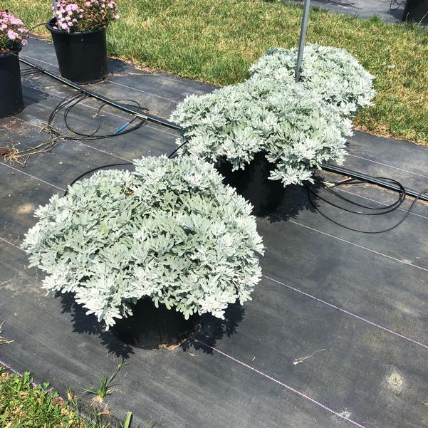 Artemisia 'sea Salt' - View 9 from www redcrocus com