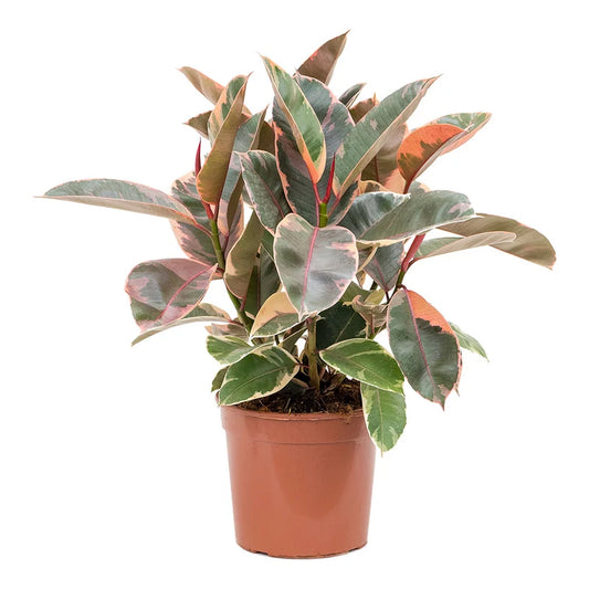RedCrocus Ficus Teneke Tricolor | Variegated Indoor Evergreen Plant | Pet & Child Safety | Easy Care for Home & Office | Foliage 8" Pot