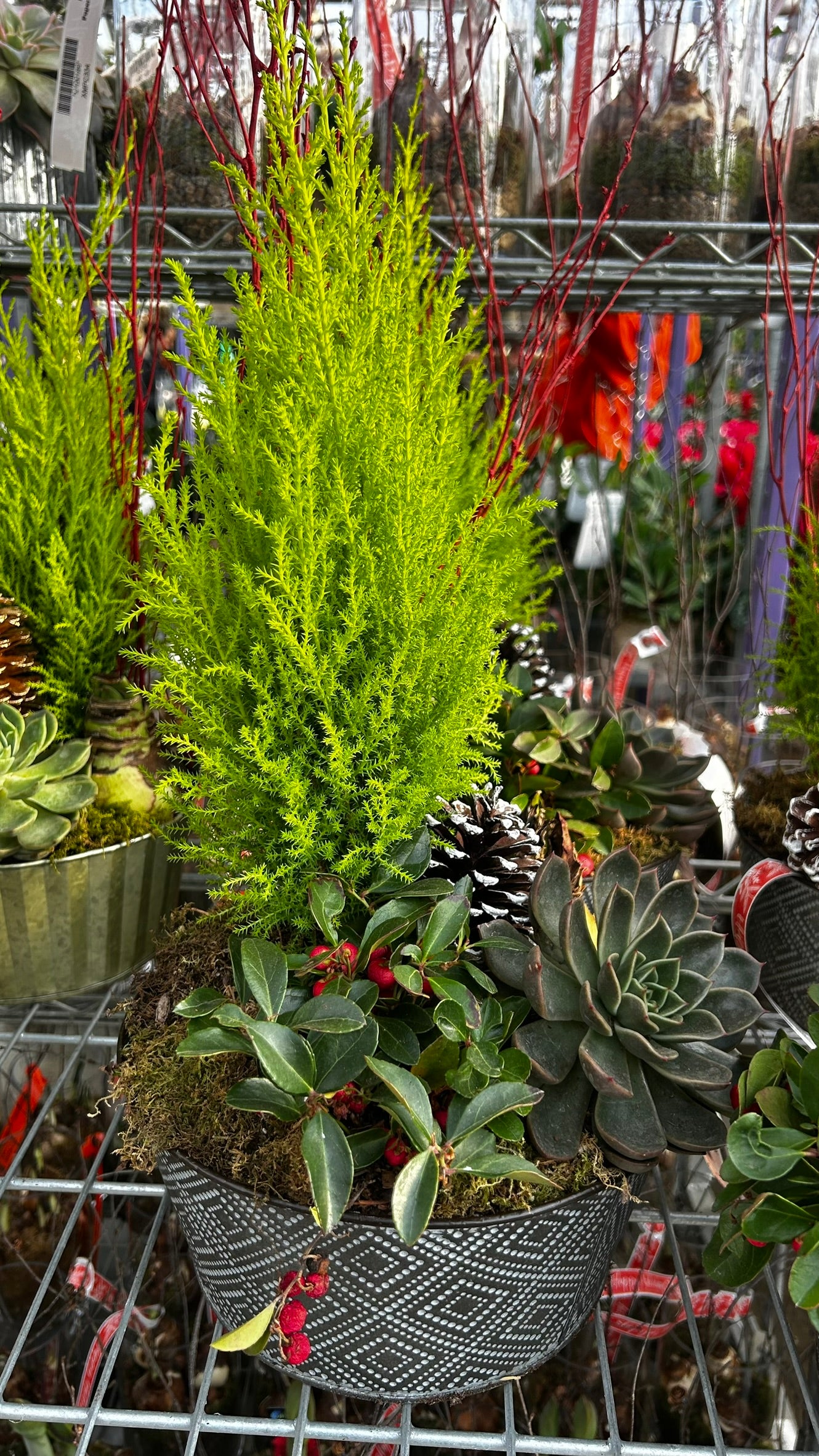 Dish Garden, Mixed Amaryllis Planter Each