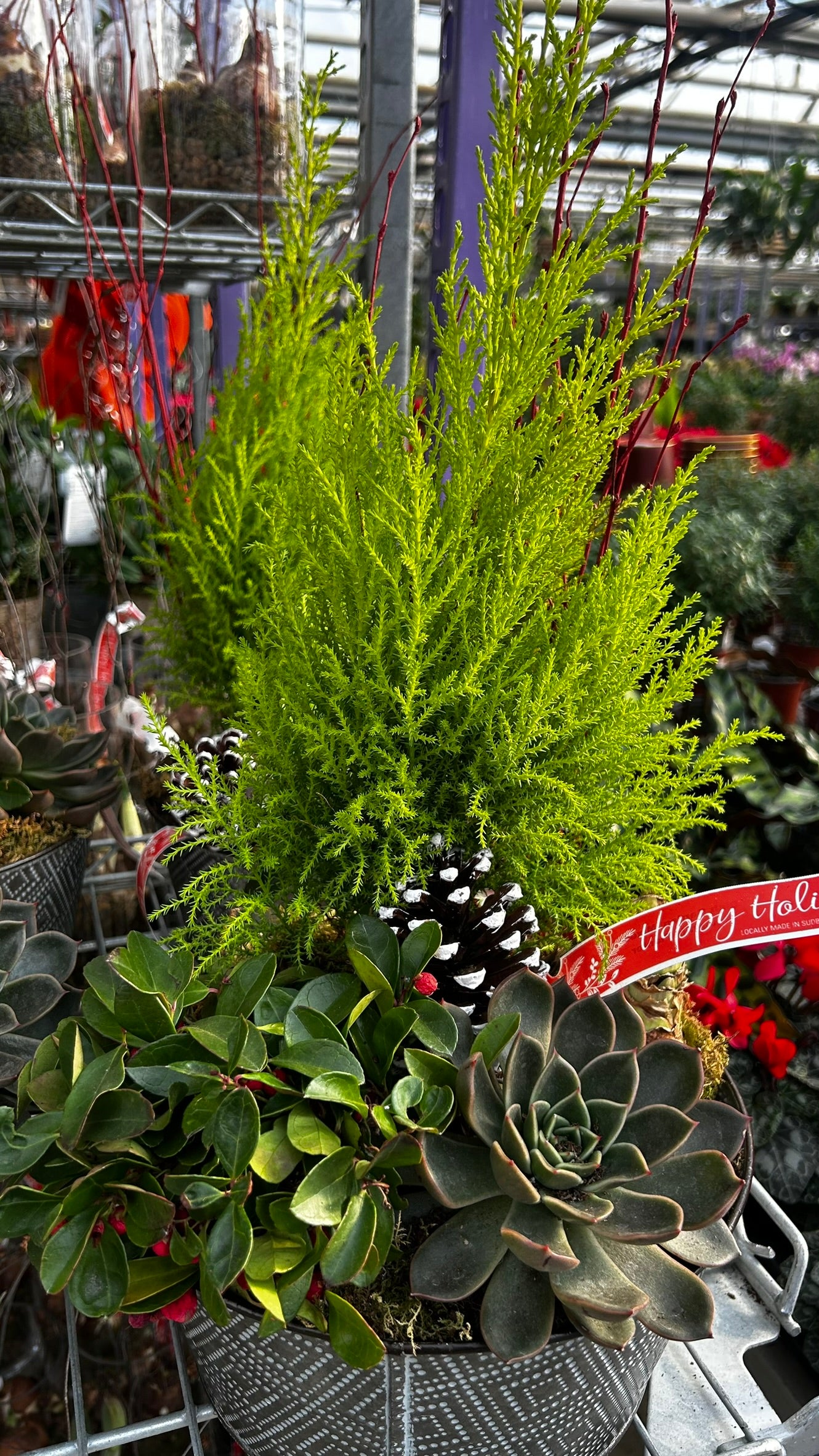 Dish Garden, Mixed Amaryllis Planter Each