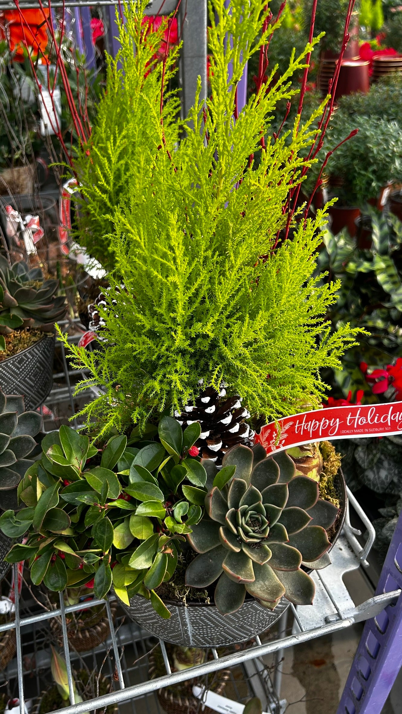 Dish Garden, Mixed Amaryllis Planter Each