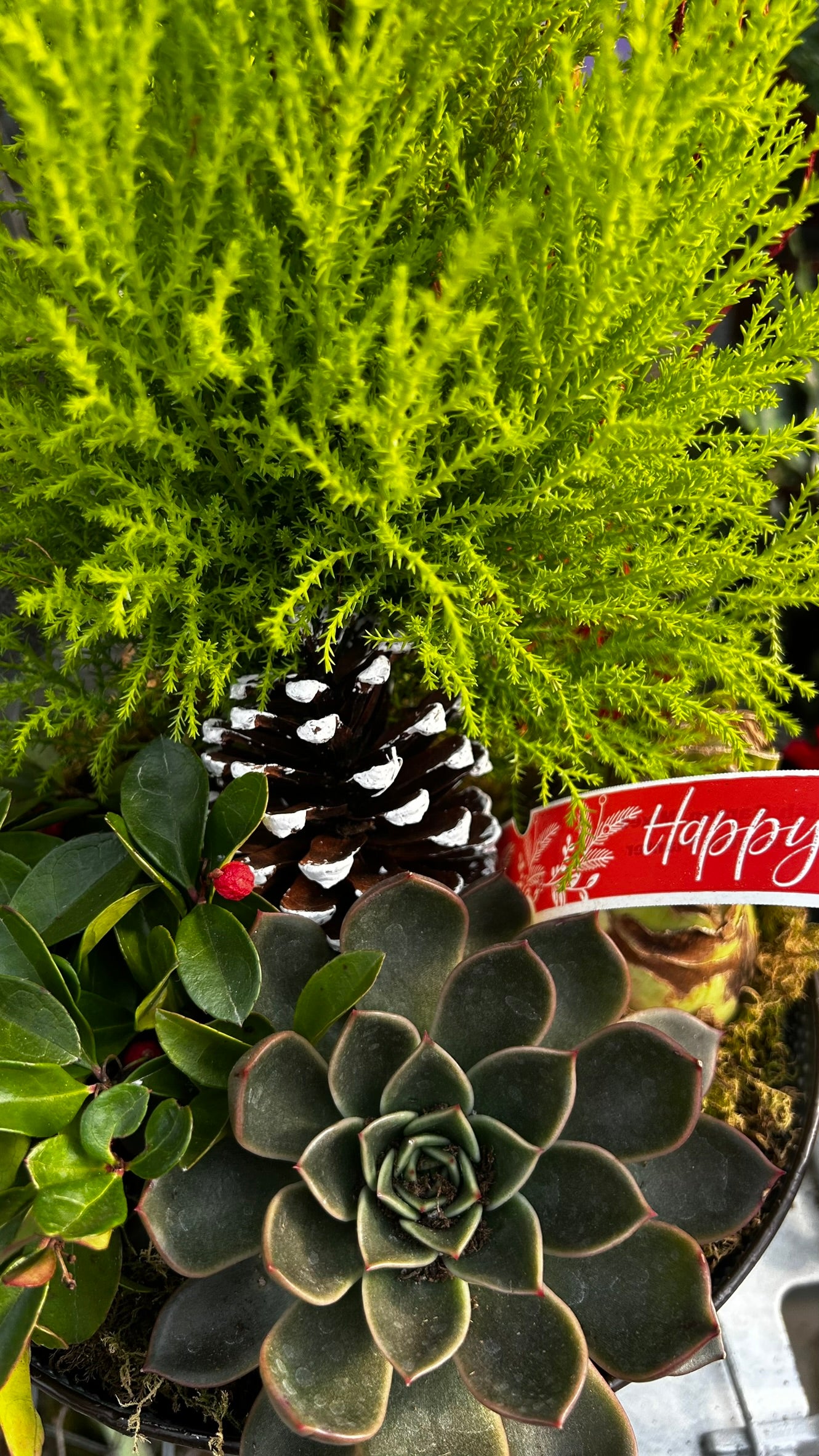 Dish Garden, Mixed Amaryllis Planter Each