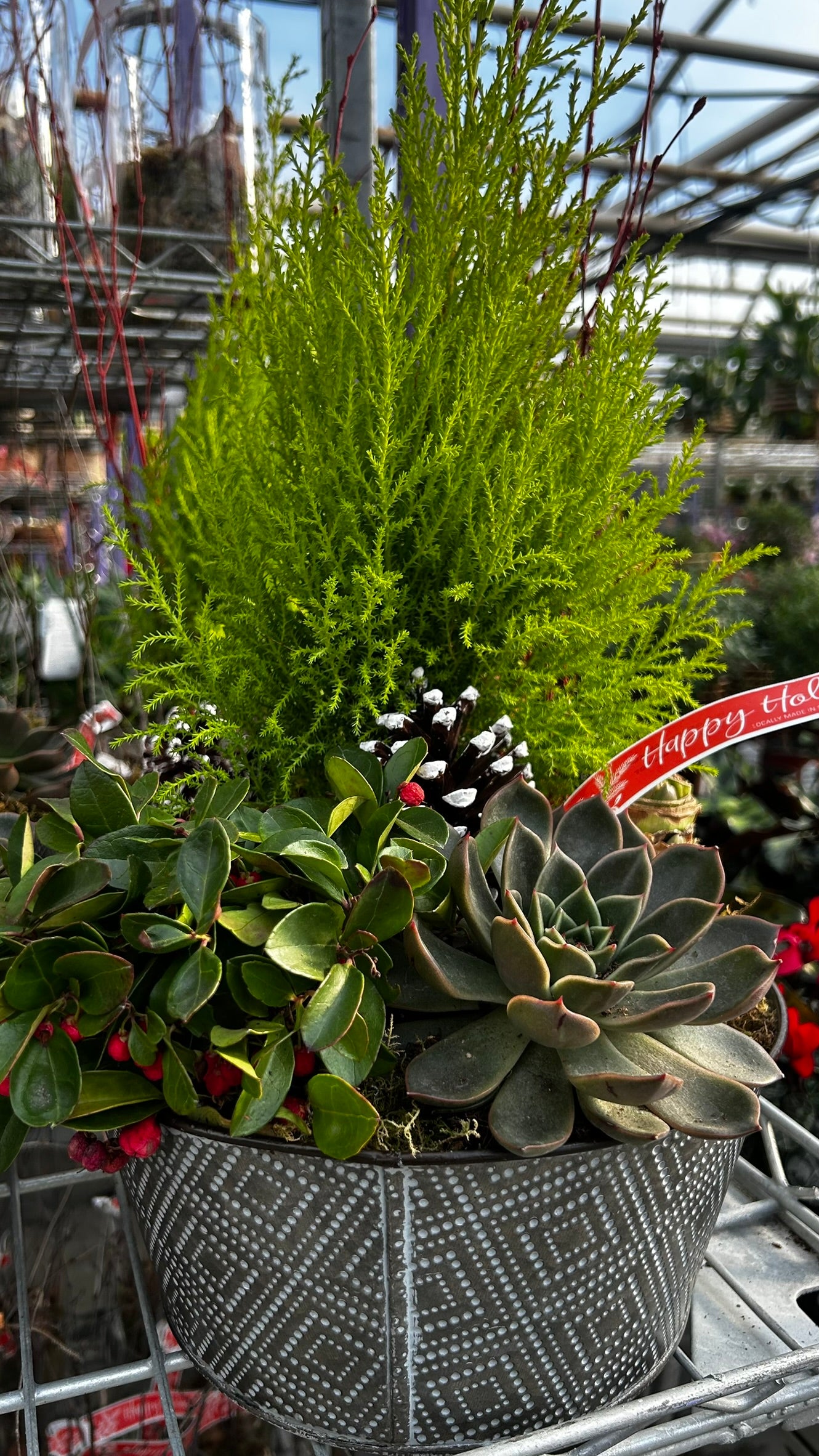 Dish Garden, Mixed Amaryllis Planter Each
