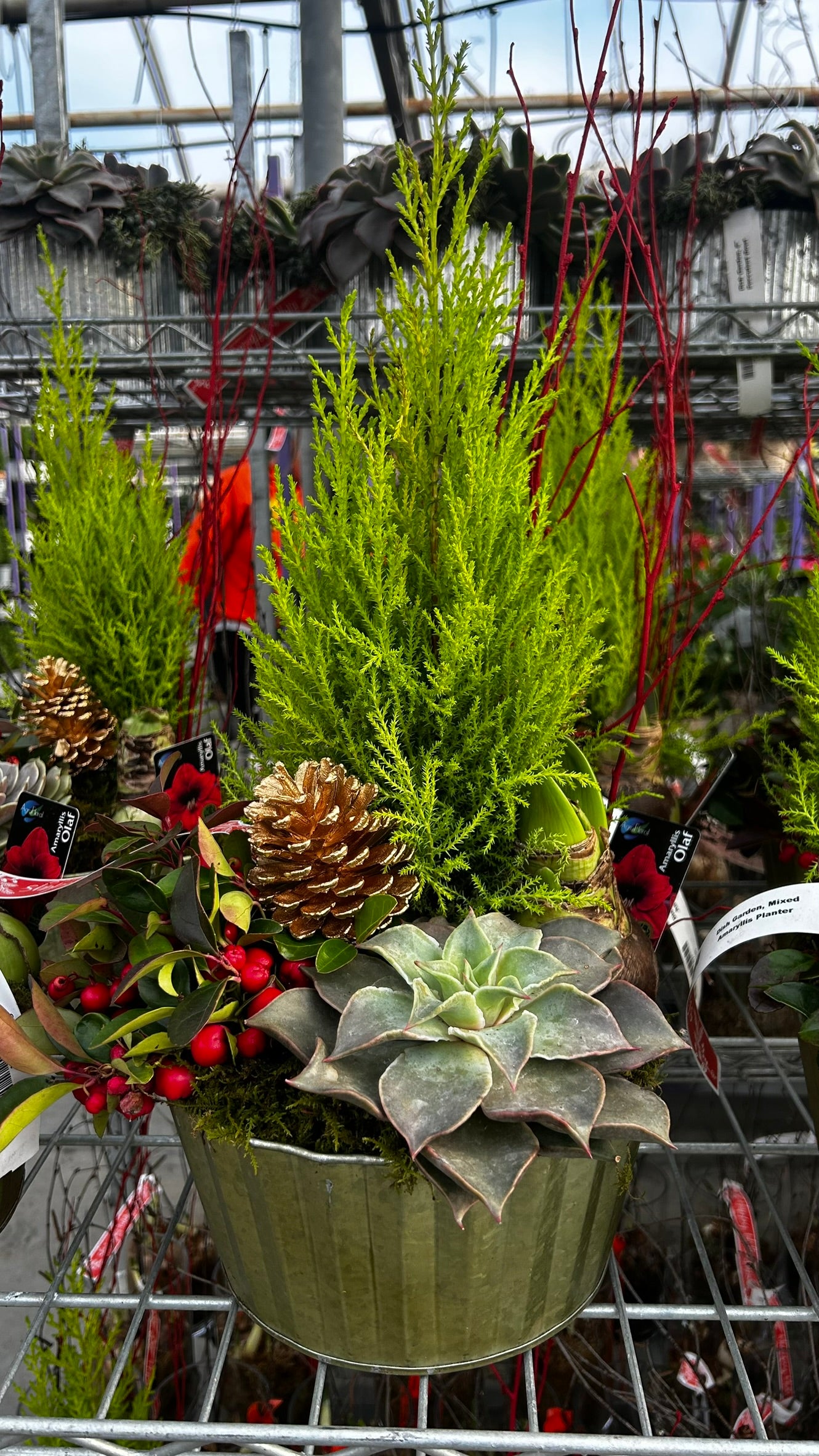 Dish Garden, Mixed Amaryllis Planter Each