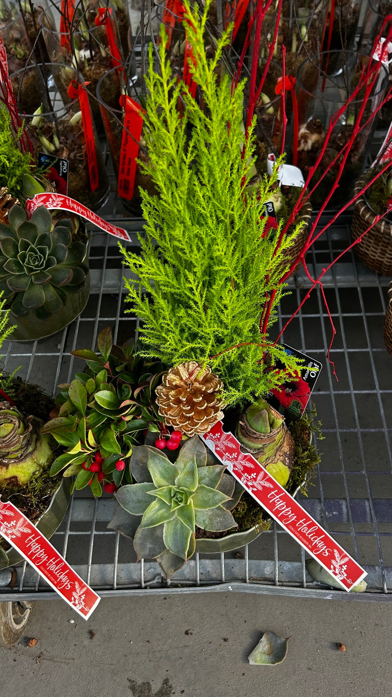Dish Garden, Mixed Amaryllis Planter Each