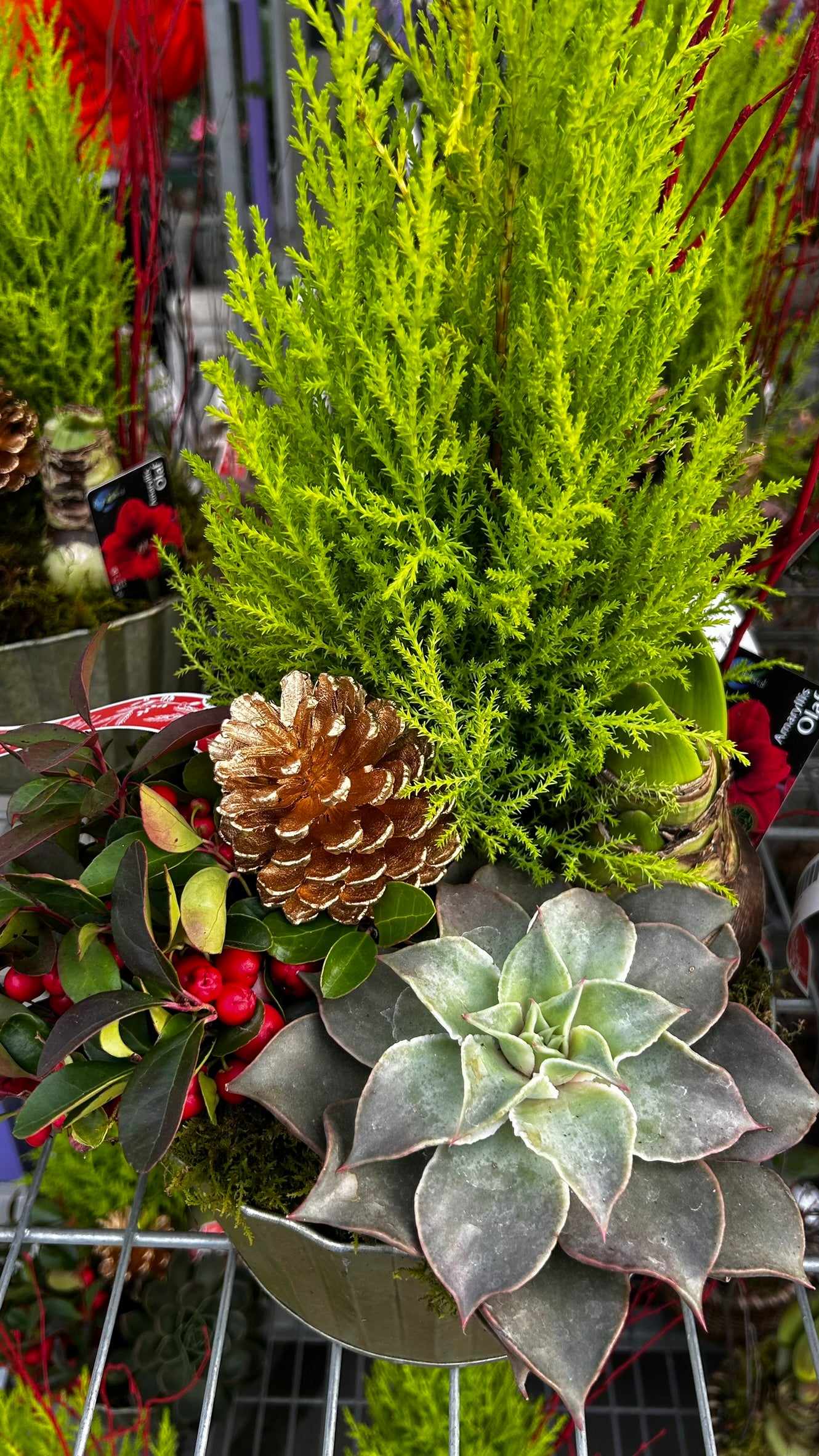 Dish Garden, Mixed Amaryllis Planter Each