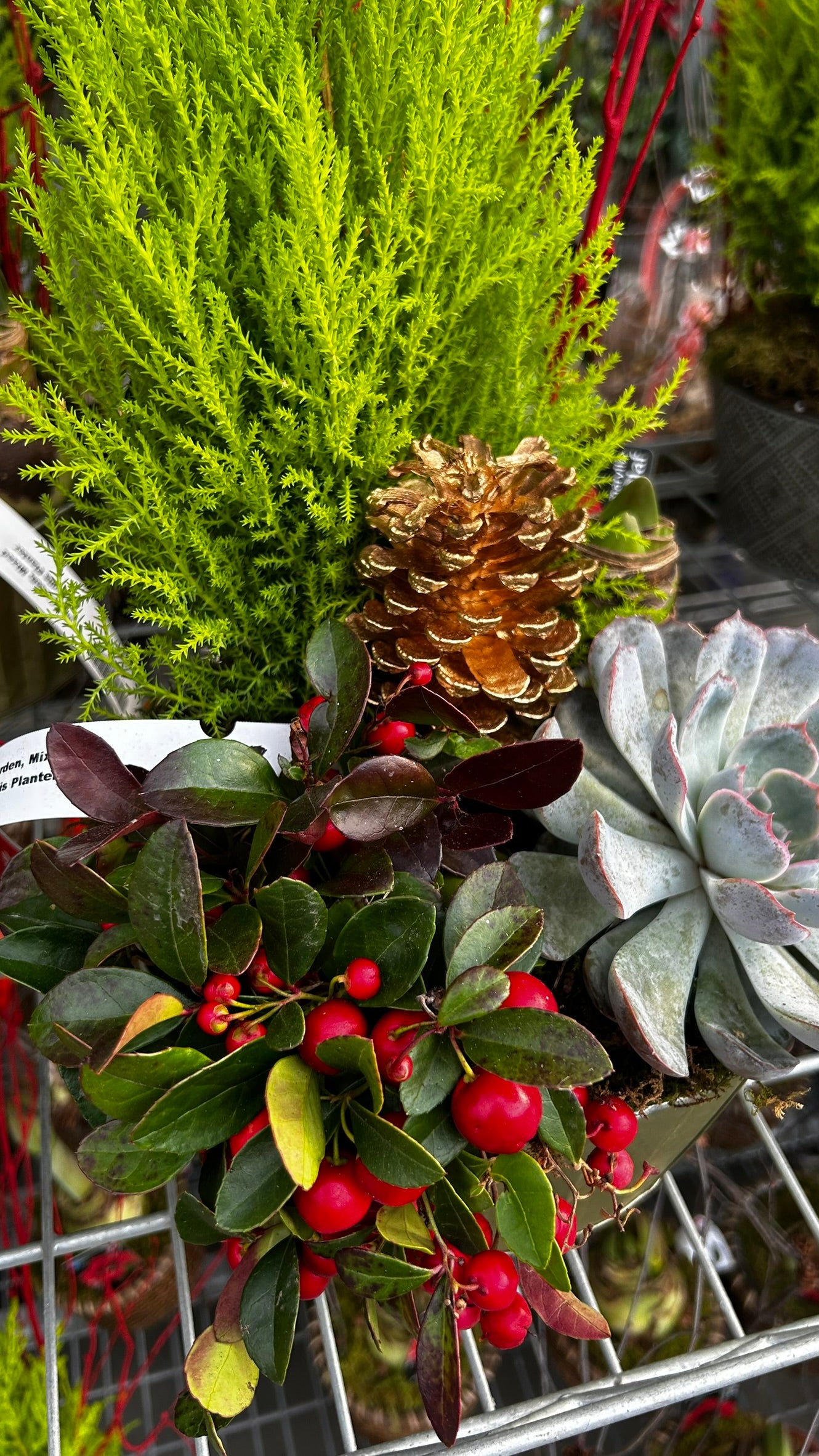 Dish Garden, Mixed Amaryllis Planter Each