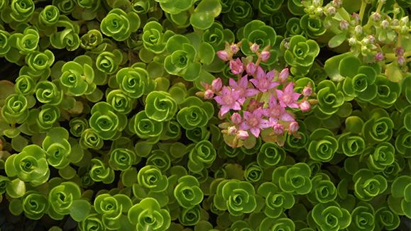 Sedum Spurium 27john Creech 27 12 E4aa0680 5df8 45f5 943b 4fb99607f8f1 from www redcrocus com