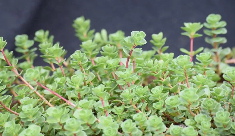 Sedum Spurium 27john Creech 27 16 3cbe357a F6d5 473d 9dde 04d13b0a96cc from www redcrocus com