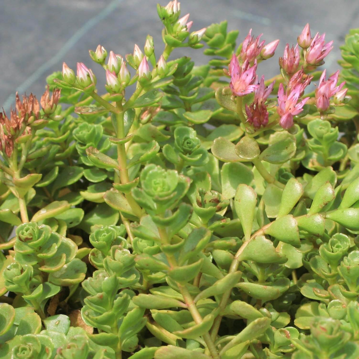 Sedum Spurium 27john Creech 27 16 46e3c25d Ea05 4f8e A763 6f7a1fb1a35c from www redcrocus com