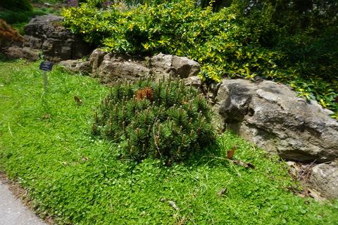 Sedum Spurium 27john Creech 27 17 3cda2f53 50b4 4725 A4b6 47e8ff097b28 from www redcrocus com