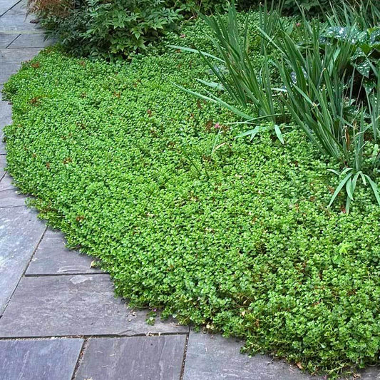 Sedum Spurium 27john Creech 27 1 C7b93400 7d42 4cfc A612 D9579e667c5f from www redcrocus com