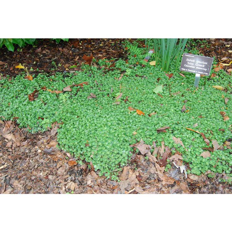 Sedum Spurium 27john Creech 27 20 7cf3274e E750 44e2 9440 Df1837f83f4b from www redcrocus com
