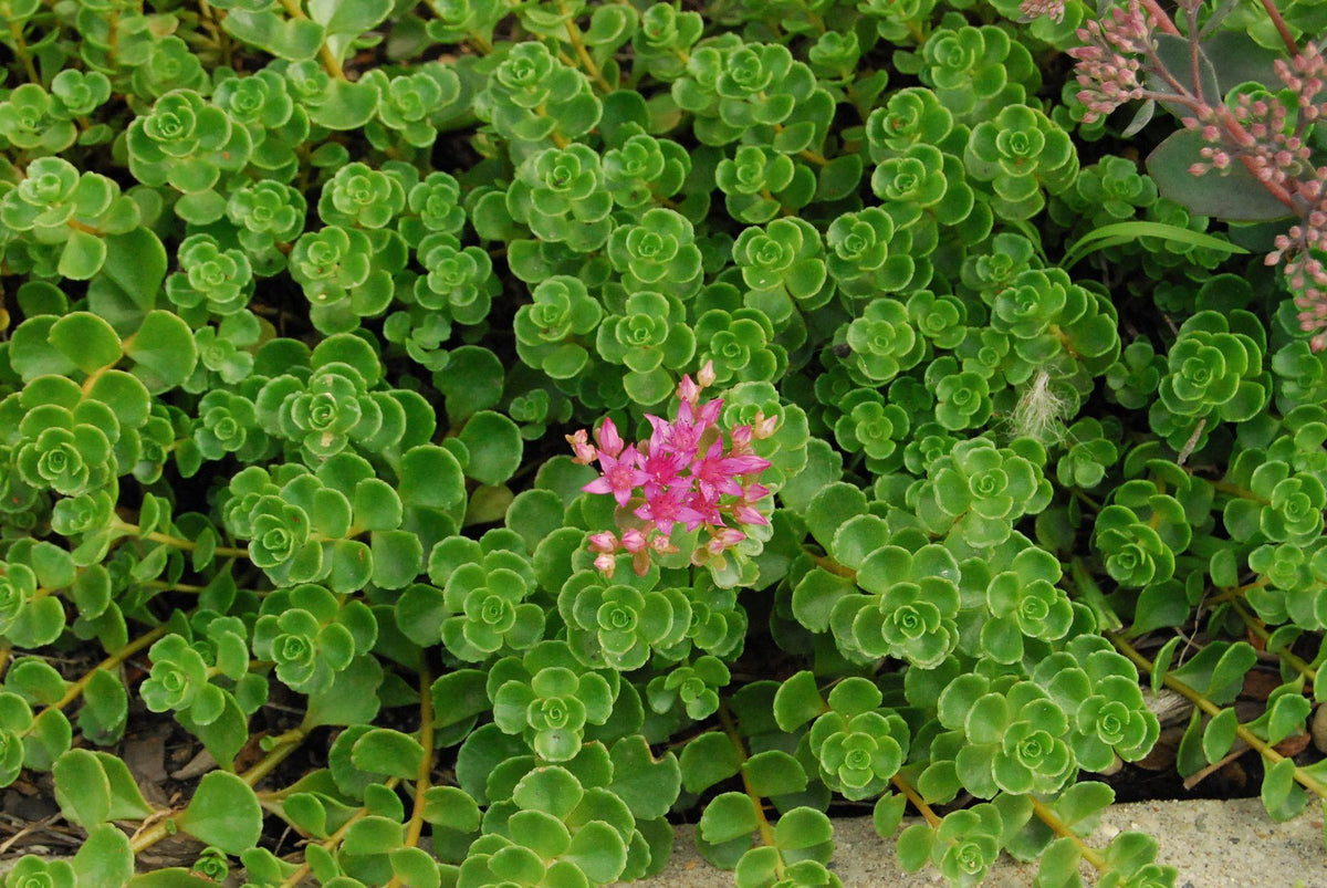 Sedum Spurium 'john Creech' - View 22 from www redcrocus com