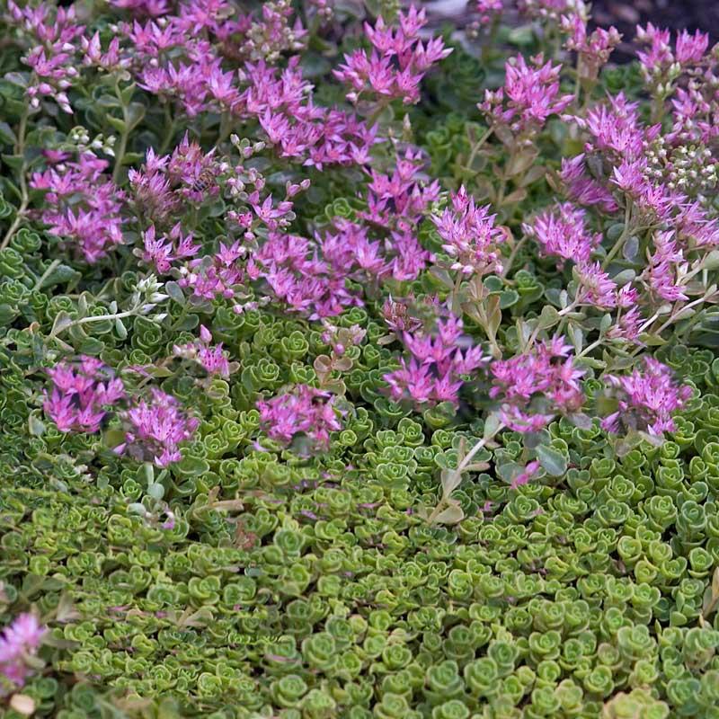 Sedum Spurium 27john Creech 27 24 6a039ac5 D908 49bd B318 53eeefad3cda from www redcrocus com