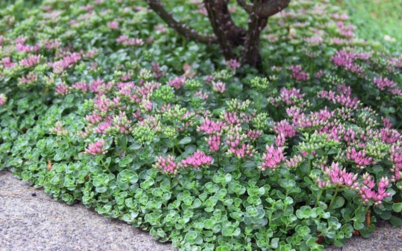 Sedum Spurium 27john Creech 27 26 50ace67d 6b60 4735 9be5 4a4b07850ee6 from www redcrocus com