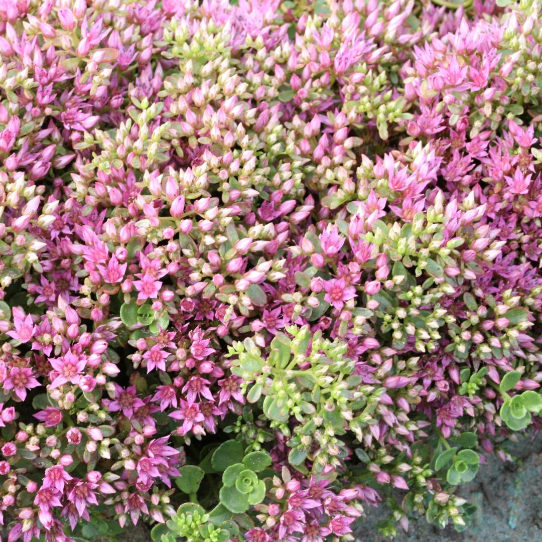 Sedum Spurium 27john Creech 27 27 8ce6b977 77b1 4016 8308 9479b327b727 from www redcrocus com