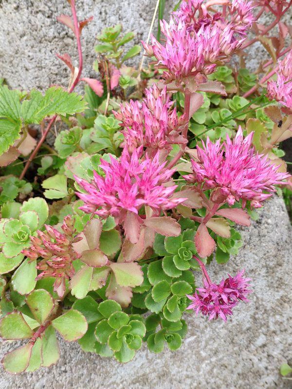 Sedum Spurium 'john Creech' - View 28 from www redcrocus com