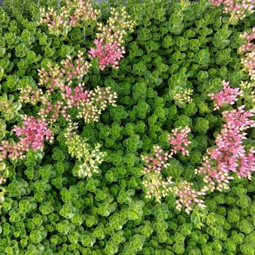 Sedum Spurium 27john Creech 27 32 714eac10 C1a9 4f81 89e3 B5644bc55b3b from www redcrocus com