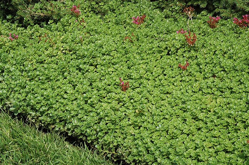 Sedum Spurium 27john Creech 27 33 3f77c3ed 5cee 42f1 A370 74ca7af48a40 from www redcrocus com