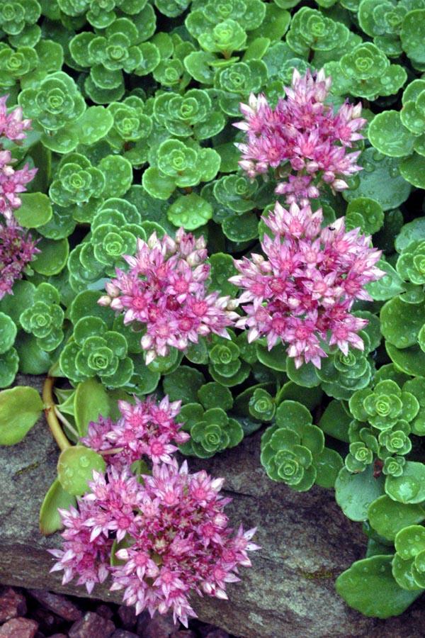 Sedum Spurium 'john Creech' - View 5 from www redcrocus com
