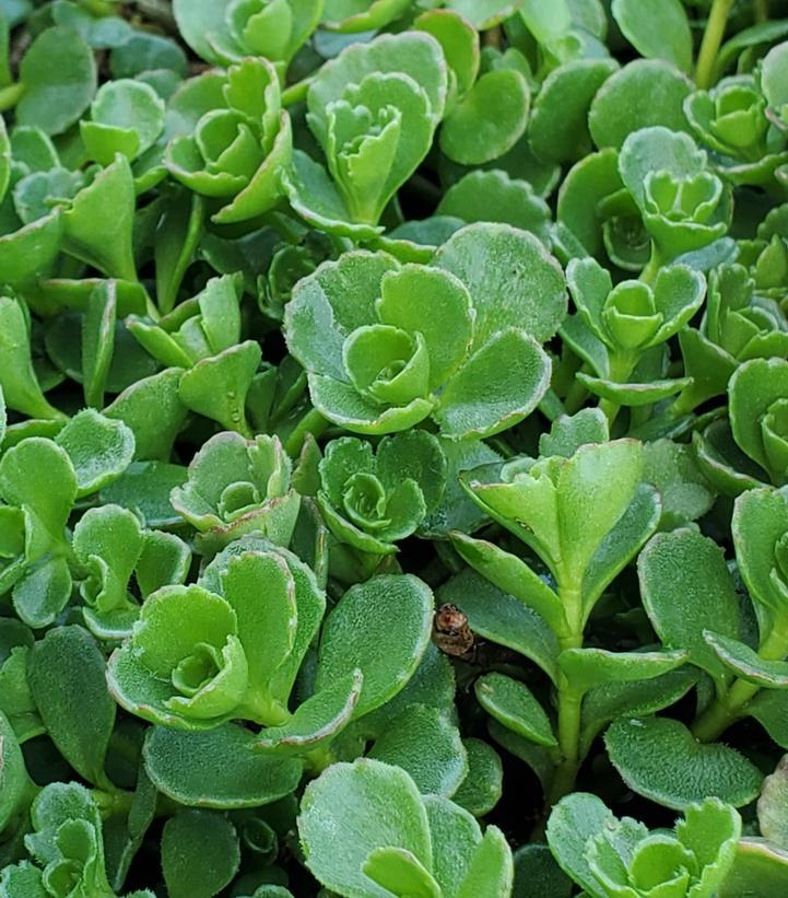 Sedum Spurium 27john Creech 27 7 6908dc04 4692 4ba2 91e5 8eb93d3580eb from www redcrocus com