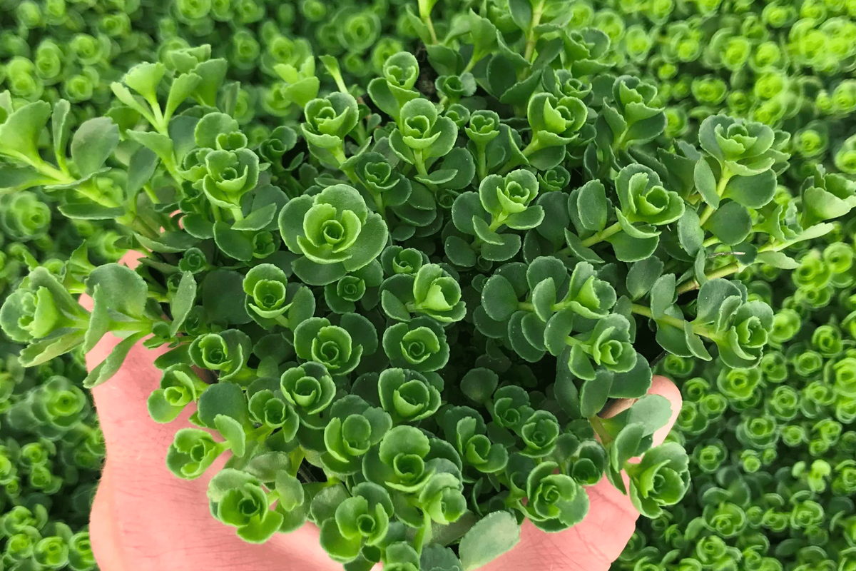 Sedum Spurium 27john Creech 27 8 Fd42adde 31ce 4ee4 8e61 C72506d83257 from www redcrocus com