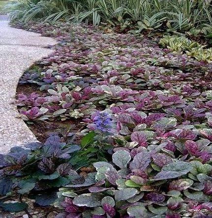 Ajuga Reptans 'burgundy Glow' - View 10 from www redcrocus com